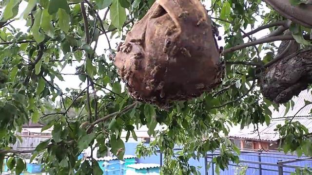 Приблудный Рой😉 9 июня 2022 год смотреть онлайн