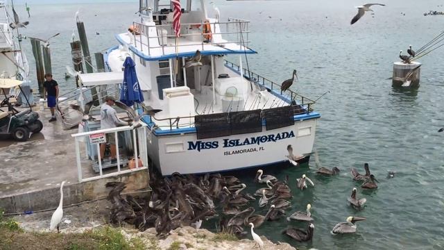 Флорида Кис (Florida Keys) iphone video4 смотреть онлайн