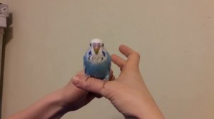 ? Адаптация волнистого попугая. Купили попугая. Первый день дома