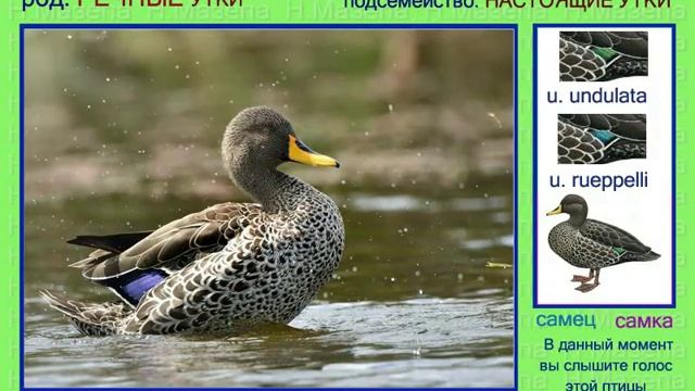 Кряква. Кряковая утка. Голоса птиц смотреть онлайн
