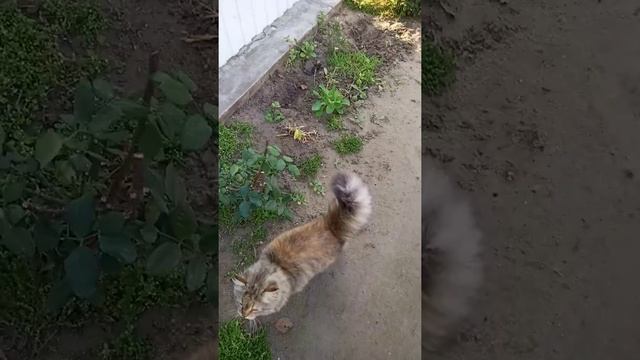 Сажает плодовые деревья и кустарники смотреть онлайн