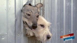 Концлагерь для собак. Мужское / Женское. Выпуск от 19.09.2018