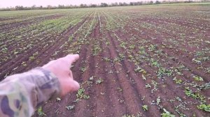 ряды подсолнечника НЕОМА, когда опрыскивать Евролайтингом?