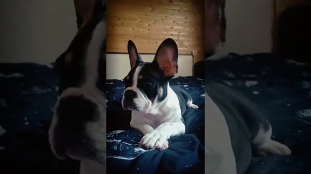 Французский бульдог Девочка триколор смотреть онлайн