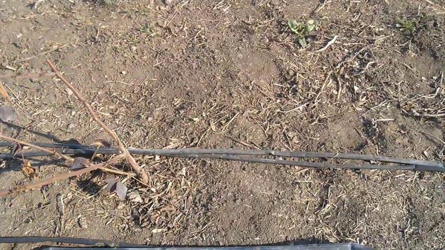 Как сохранить влагу на Ежевике смотреть онлайн