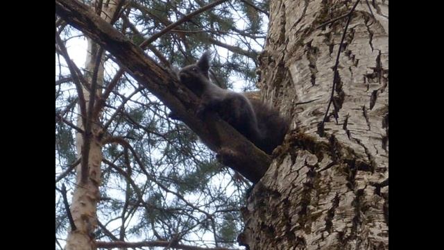 База отдыха СИНЕГОРЬЕ смотреть онлайн