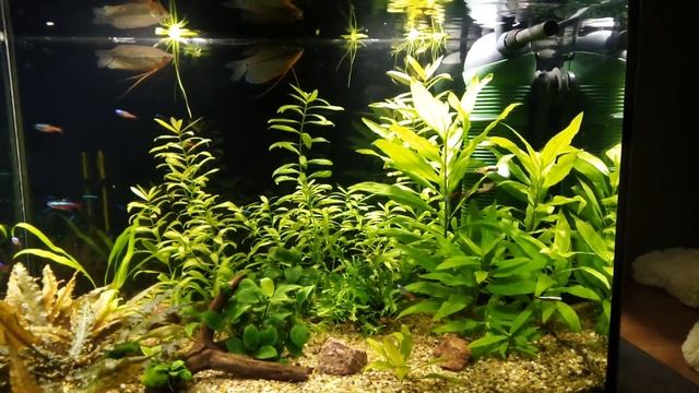 Аквариум с жемчужными гурами и неонами смотреть онлайн