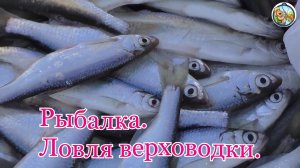 Рыбалка. Ловля верховодки (уклейки)