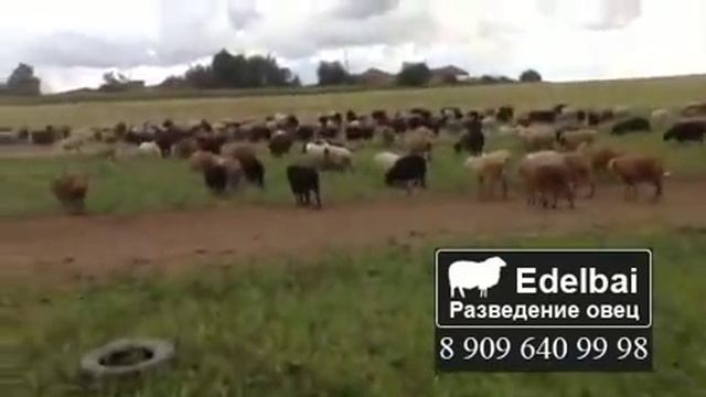 Выпас овец (Эдельбай) смотреть онлайн