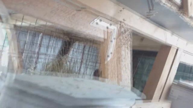 Поение кроликов зимой, зимние окролы и всякая фигня смотреть онлайн