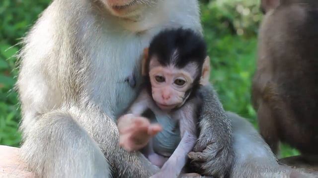 Wow! So Cute Baby Monkey Walking Daily Monkeys Man #327 смотреть онлайн