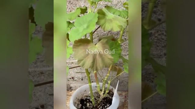 Выращиваем пеларгонии смотреть онлайн