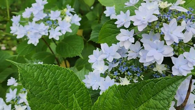 Japanese Iris And Hydrangea In Kiyosumi Garden (Tokyo, Japan)