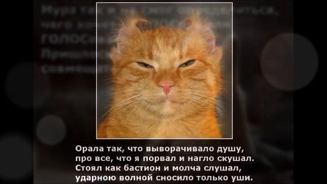 Веселые картинки. Приколы про рыжих котов. Смешные рыжие коты. смотреть онлайн