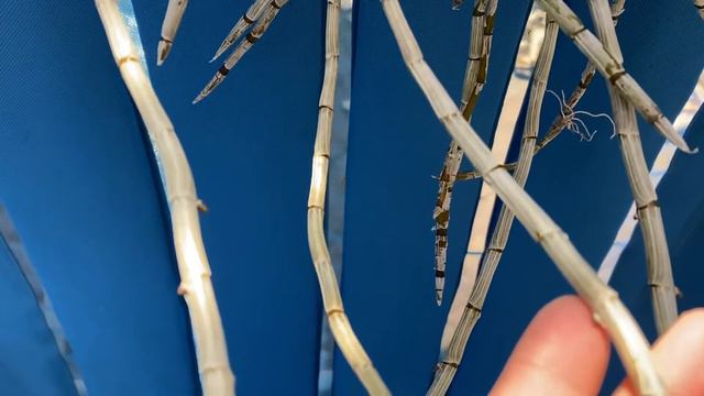 Orchids in bloom or in spike 3-20-21 смотреть онлайн