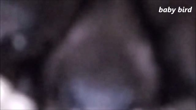 Jenis Burung indonesia смотреть онлайн