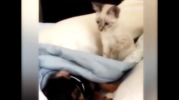 Любовь у животных!  Love from animals!