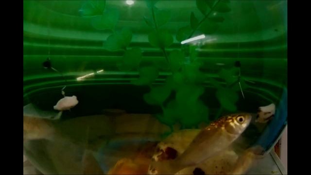 Рыболовная Насадка -САЛО. 2 ЛУЧШИХ ПРИМАНКИ ДЛЯ РЫБАЛКИ. смотреть онлайн