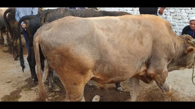 Kosonsoy tumani Tergachi chorva bozori novvoslari.10 09 2021. смотреть онлайн