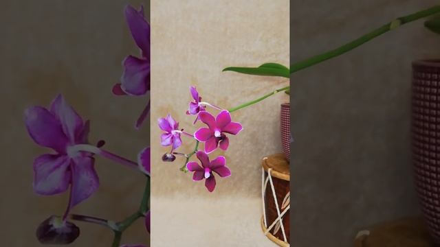 #shorts Phalaenopsis Black Pearl #домашнеецветение #орхидеи смотреть онлайн