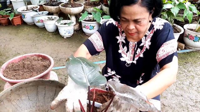 CHOCO EMPRESS AND PINK PRINCESS PHILODENDRON | basic care and propagation. смотреть онлайн