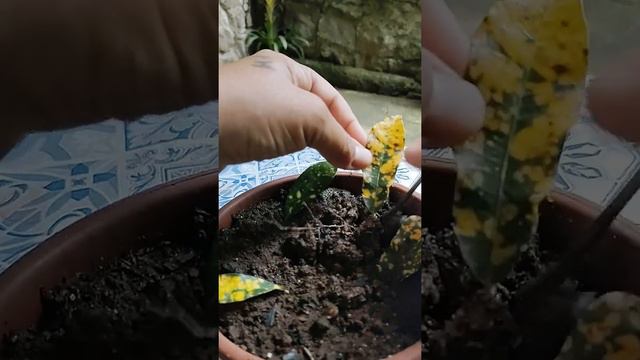 Como fazer muda de croton смотреть онлайн
