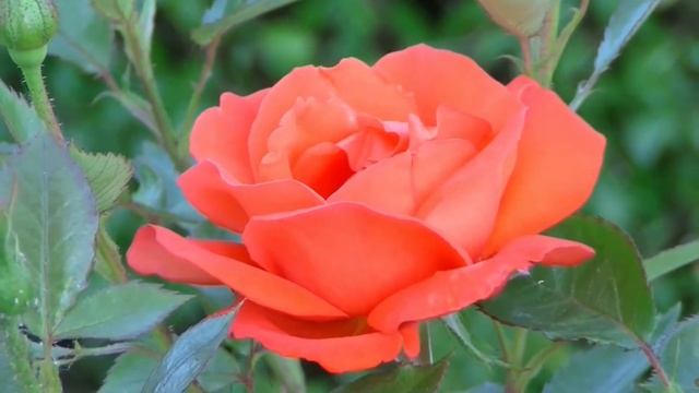 Rose LUCKY смотреть онлайн