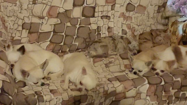 найди собачек😂👌сколько чихуахуа на диване? питомник Кастропуло Крым ☺️ смотреть онлайн