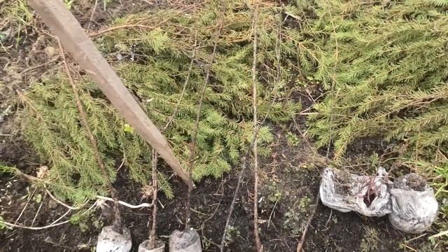 делаем грядки,сею огурцы