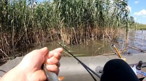 ЛОВЛЯ КАРПА В КАМЫШЕ! КАРП НА ПОПЛАВОК! рыбалка на боковой кивок