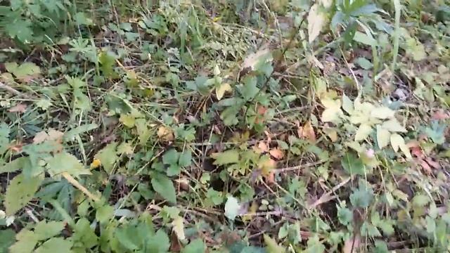 Грибная полянка. Собираем подосиновики. смотреть онлайн