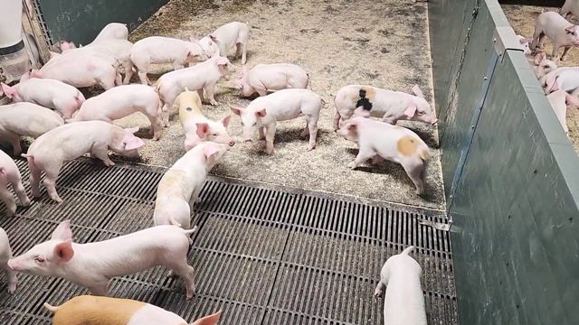 Тремтіння поросят - коли вони виростуть з цього? смотреть онлайн