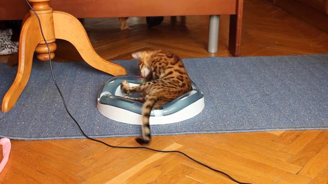 бенгальские котята - Bengal Cats