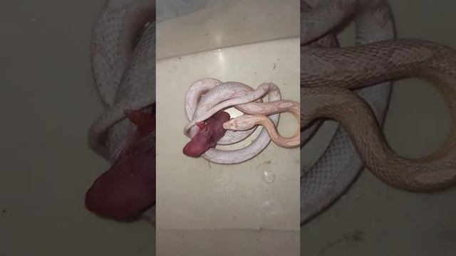 Кормление маисового полоза Карамельки. Девчонка снова в ударе. смотреть онлайн