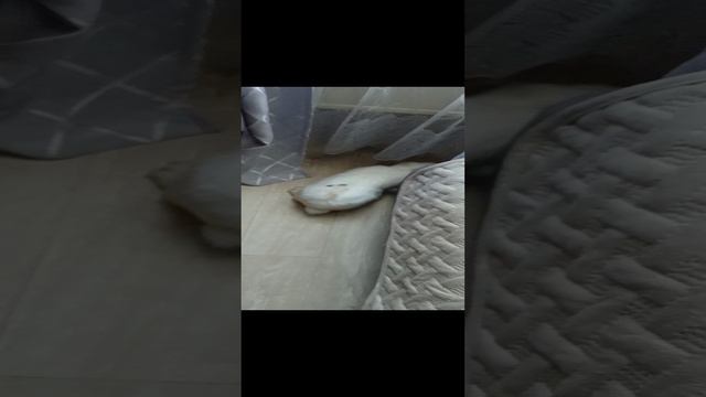 кроша🥰🥰🥰 смотреть онлайн