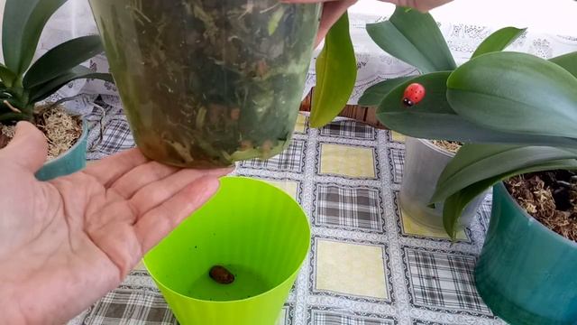 Орхидеи в двойных горшках .Как понять , что пора поливать . смотреть онлайн