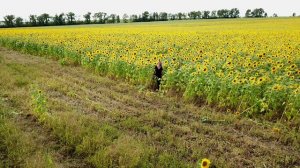Полёт над подсолнухами Хакасия