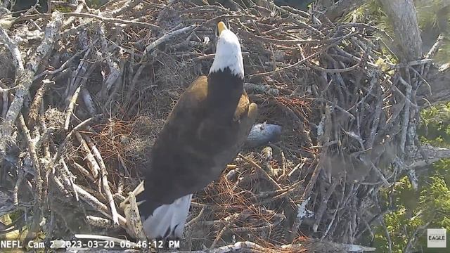 NEFL Eagles ~ 2 new visitors!! + V3 brings fish gift for Gabby 💕🐟~ 2023-03-20 смотреть онлайн