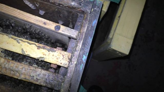 100 %-ная зимовка пчел в омшанике и методы борьбы с ворратозом. смотреть онлайн