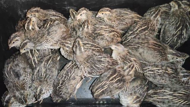 Совместное содержание птицы и кроликов смотреть онлайн