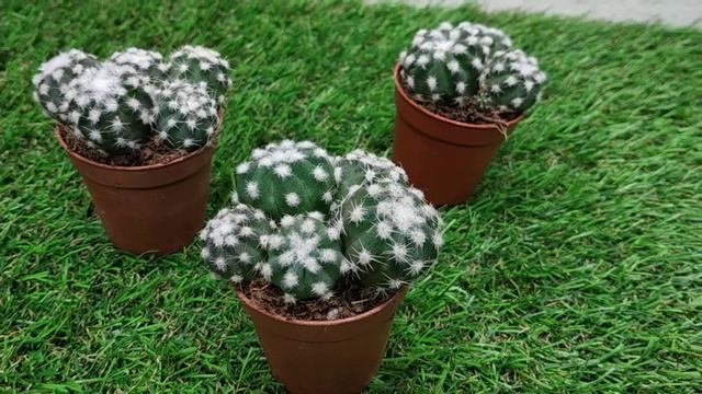 Эхинопсис субденудата, уход, размножение смотреть онлайн