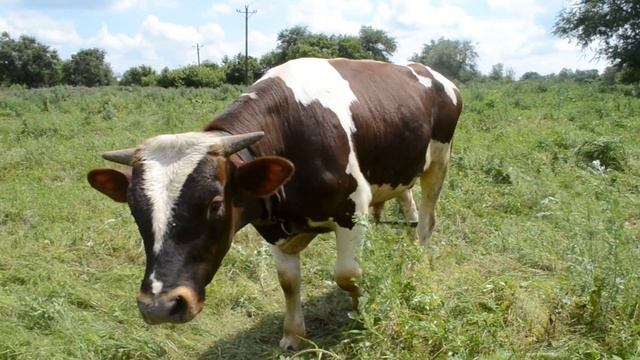 Корова кушает травку Видео для детей смотреть онлайн