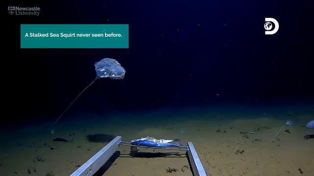 Newcastle University Discover New Species In Java Trench смотреть онлайн