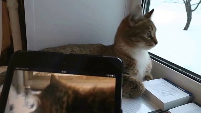Реакция кошки на голос кота смотреть онлайн