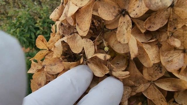 Сеем лилейники, метельчатую гортензию, древовидную гортензию, и крупнолистную гортензию смотреть онлайн