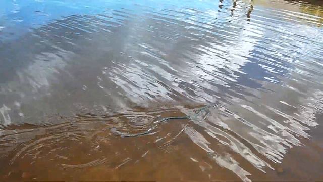 Увидели ужа в Волге. Стремительно убегал смотреть онлайн