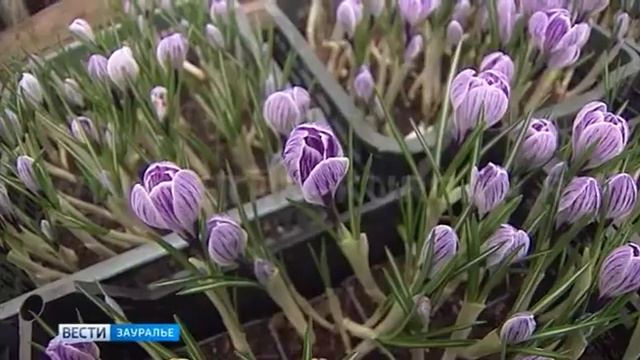 На восьмое марта женщинам лучше дарить цветы дождя смотреть онлайн