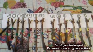 ? Как 100% правильно нарезать черенки винограда. Какие черенки пригодны, а какие нет для укоренения