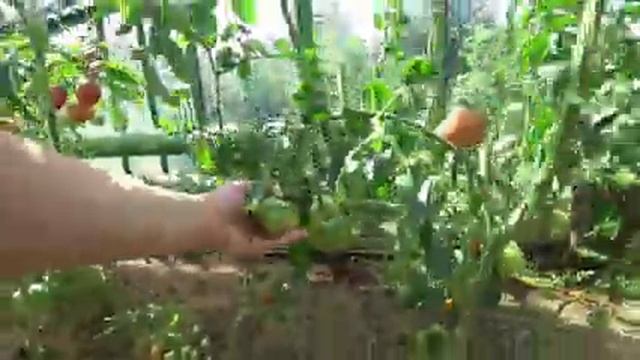 Закаточная машинка. Пастила. Помидоры. Косточки абрикосов. Шарлотка. Лего машинка. Яблоки на зиму. смотреть онлайн