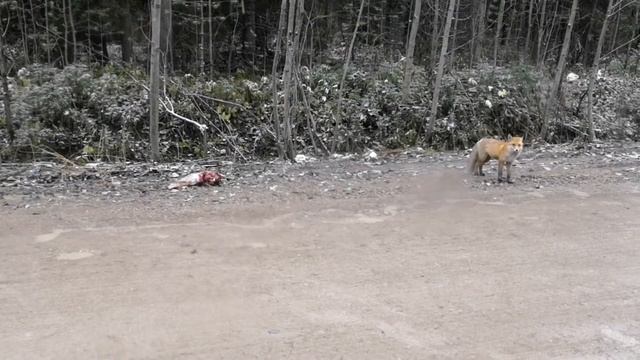 Лиса поймала гуся смотреть онлайн